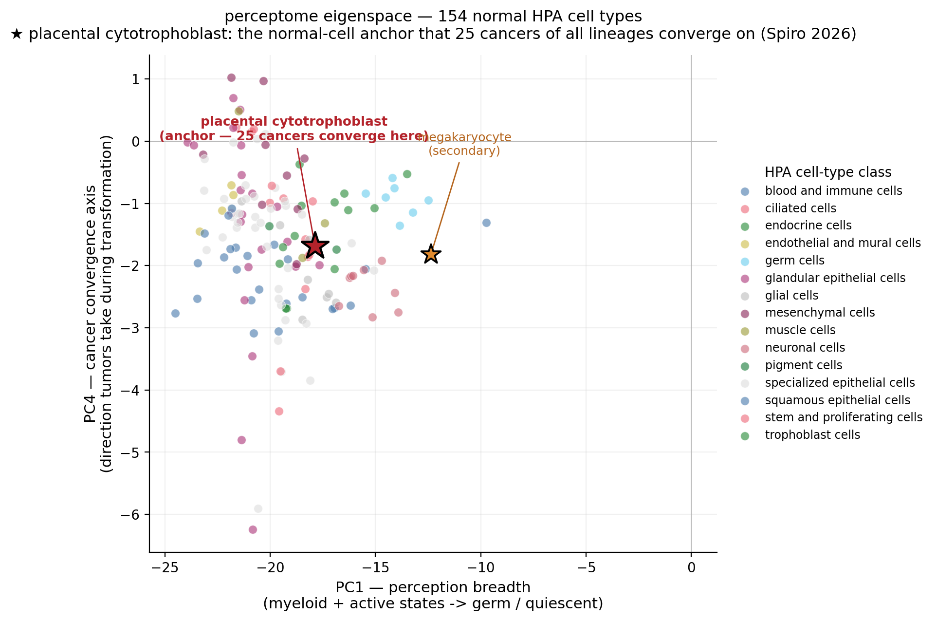 154 normal human cell types plotted in the perceptome eigenspace (PC1 × PC4), with the placental cytotrophoblast marked as the anchor that 25 cancers converge on and the megakaryocyte as a secondary