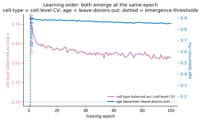 Learning order: age and cell-type decodability decline over training
